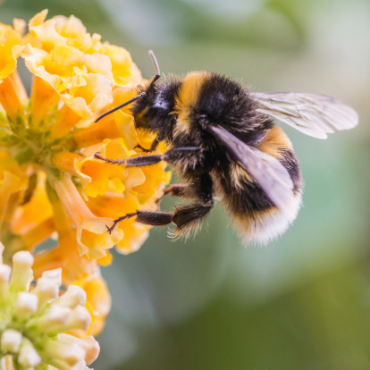 What’s the Buzz for Corporate Travel and Expense Managers?